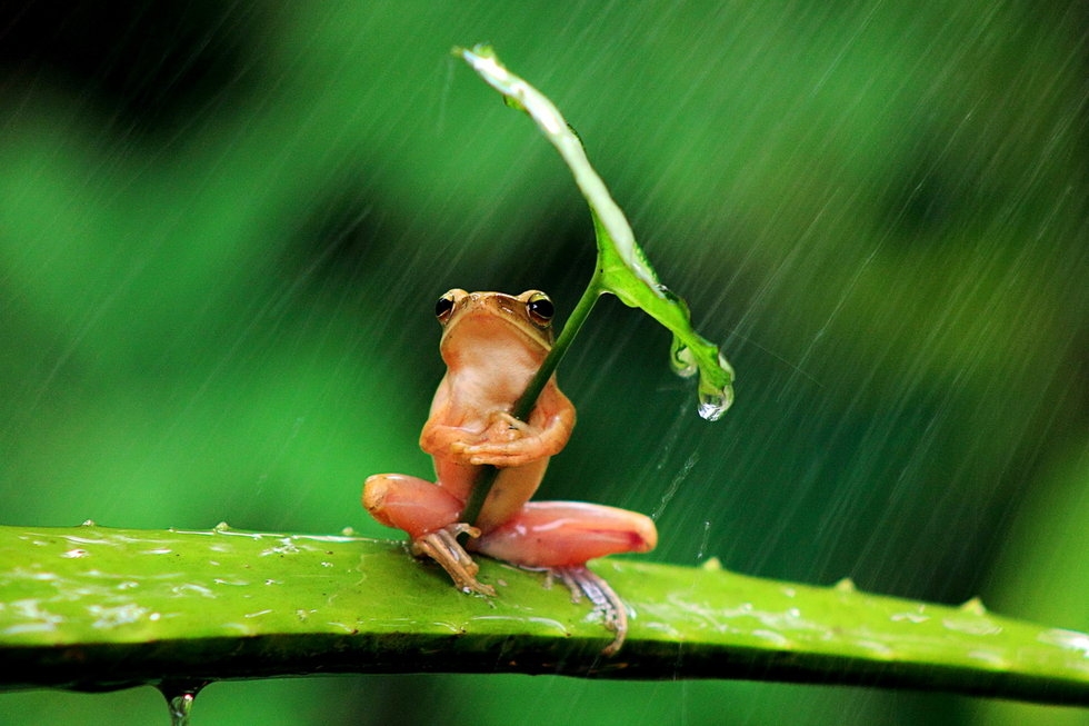 印尼摄影师在邻居后花园拍下了一只“打着雨伞”的树蛙，小家伙抱着一片树叶足足有半小时，一动不动地来抵御“狂风暴雨”。该照片被质疑是人为摆拍造假。