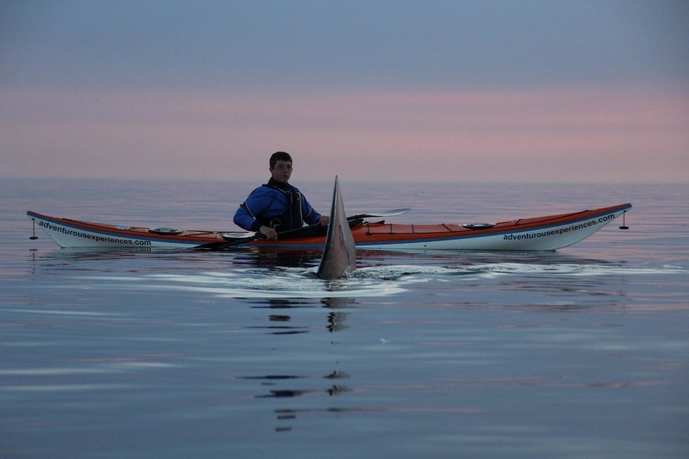 爱尔兰西海岸马恩岛附近海域，一支皮艇队伍闯入了鲨鱼的领地。平静的海面上，皮艇队员小心翼翼，与成群鲨鱼近距离对峙。