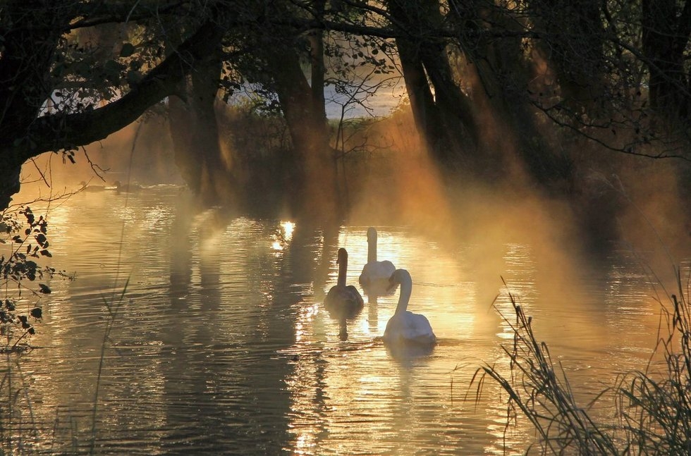 英格兰威尔特郡的秋天气温首次降到零度以下，迷雾中天鹅在湖面上缓缓前行。